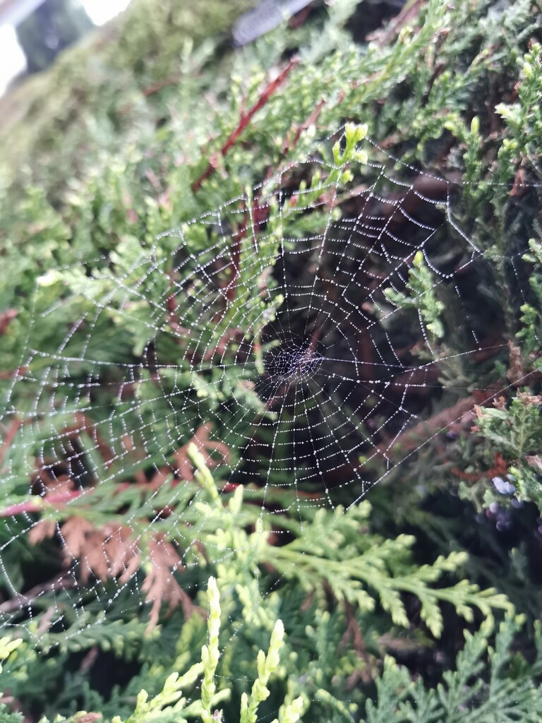 Spider's Web  by plainjaneandnononsense