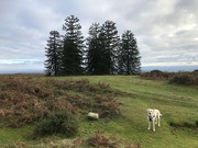 6th Dec 2022 - Tilly and My Favourite Monkey Puzzle Trees 