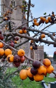 7th Dec 2022 - Over ripe fruits