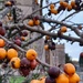 Over ripe fruits by jenbo