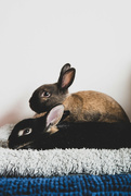 7th Dec 2022 - Bunny Cuddles