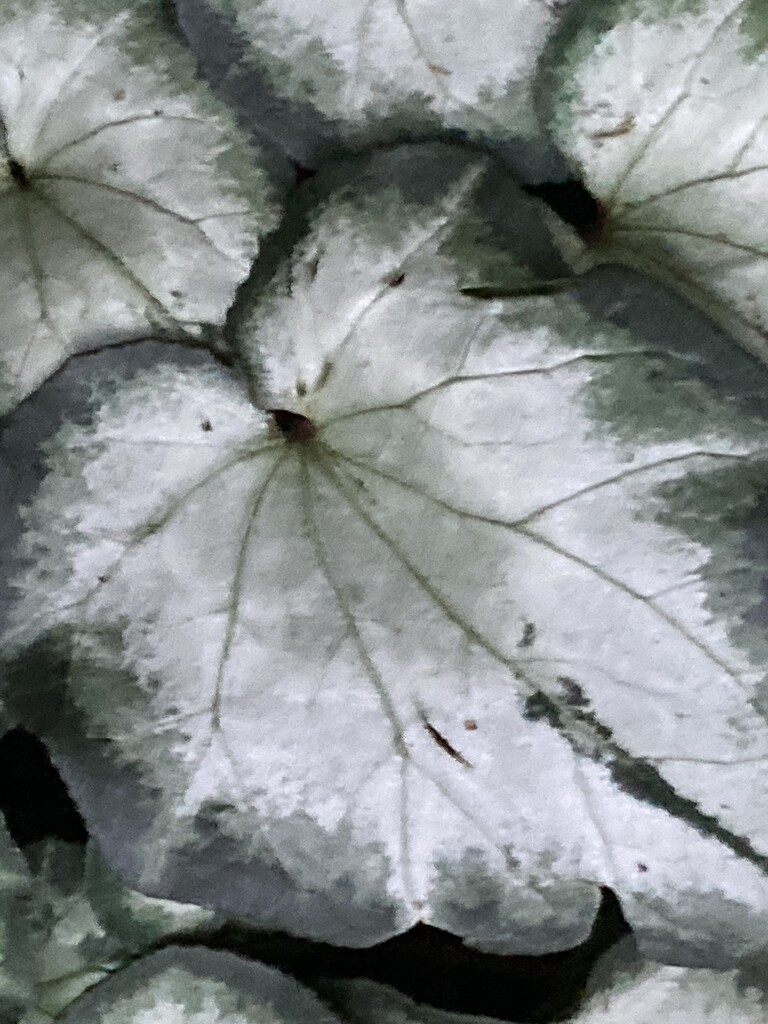 Leaf by cataylor41
