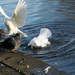 Make way, Dove landing. by jesika2