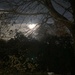 Moon tree by denidouble