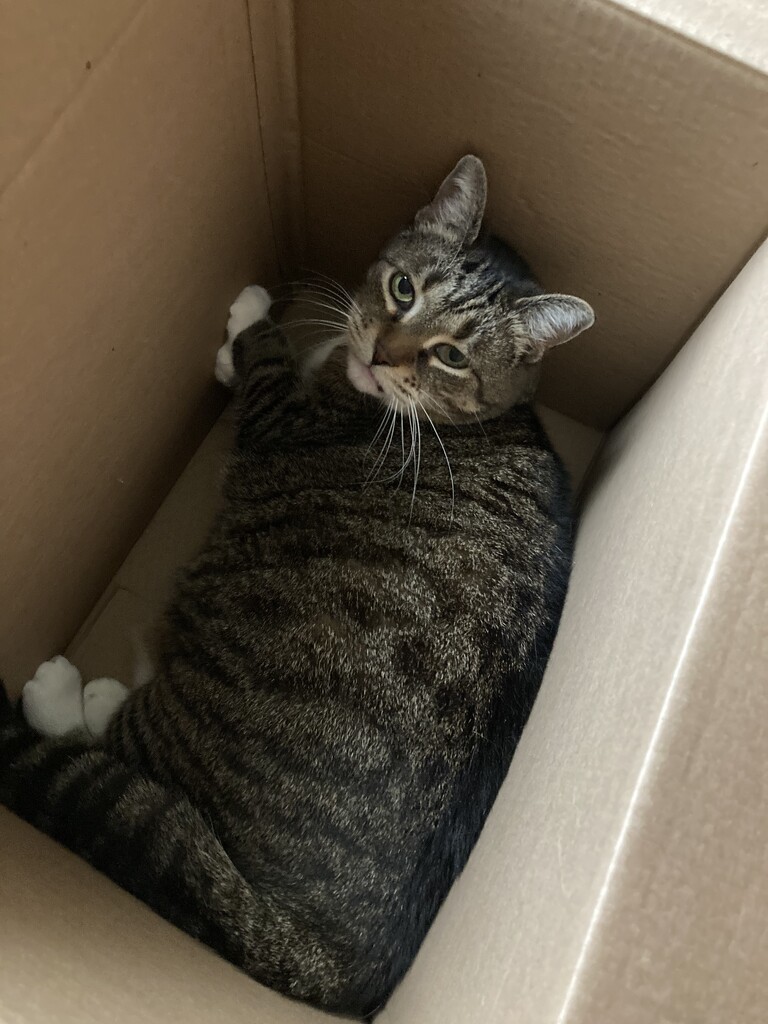 Same Box, Same Cat by spanishliz