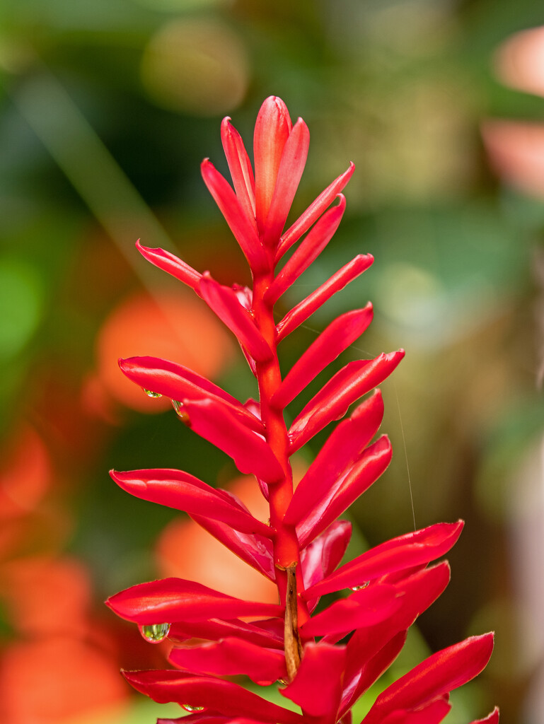 Red-flower-Taiping-Zoo by ianjb21