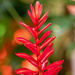 Red-flower-Taiping-Zoo by ianjb21