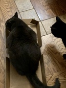 7th Dec 2022 - Cats and their boxes