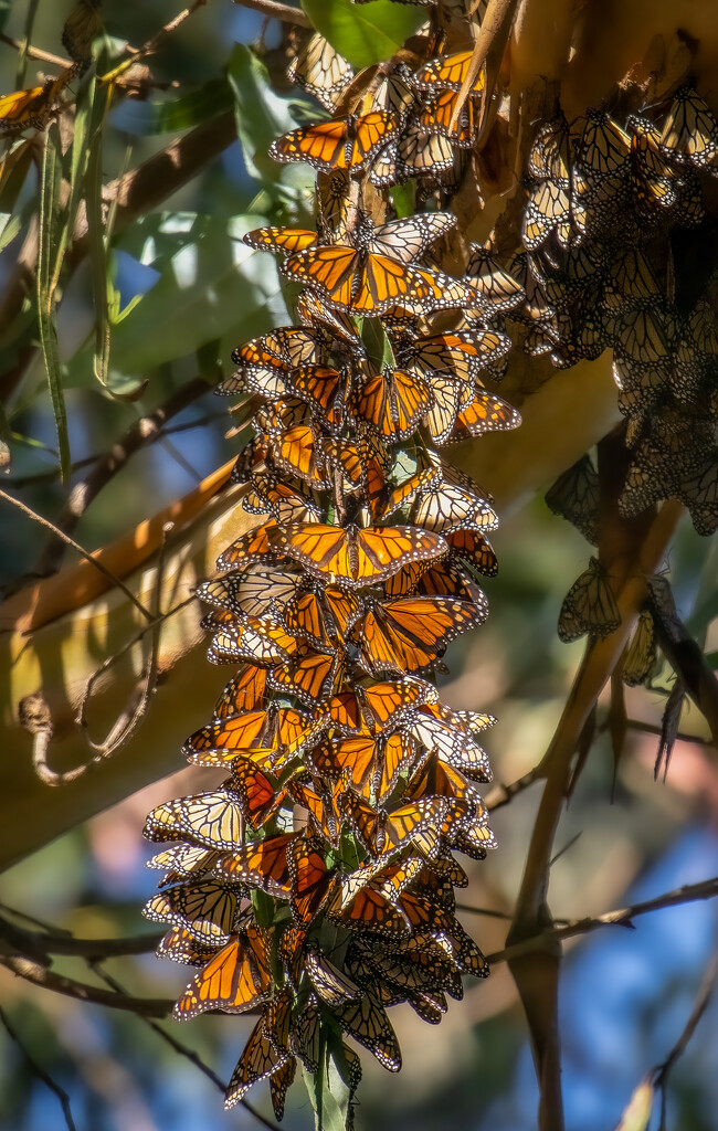 Monarchs by nicoleweg