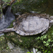 map turtle by rminer