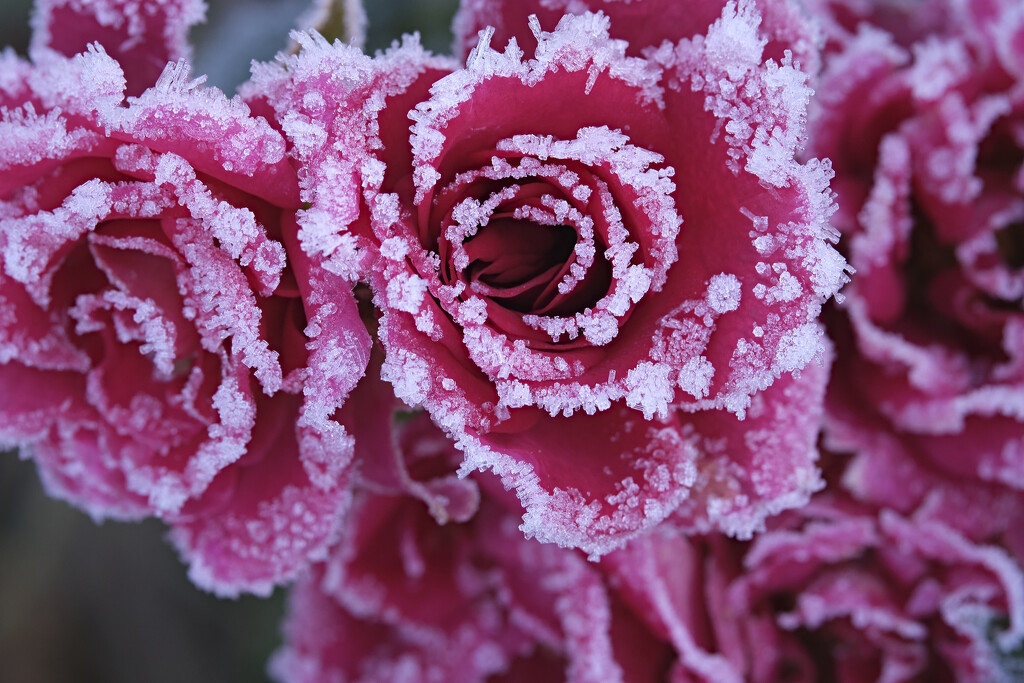 frosty roses by kametty