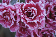 8th Dec 2022 - frosty roses