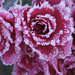 frosty roses by kametty