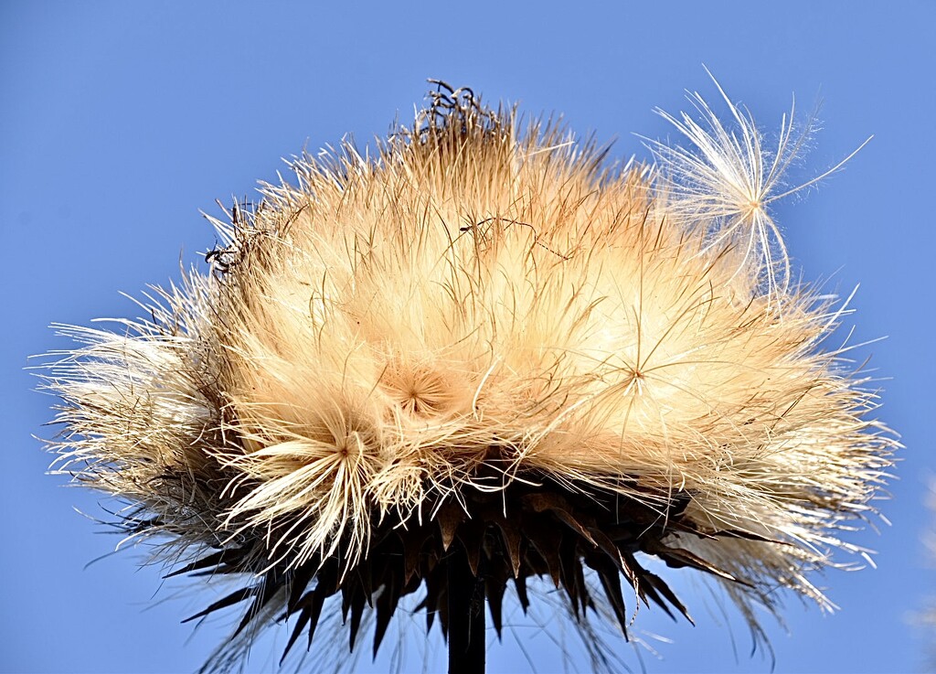 Artichoke seed head by wakelys