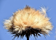 8th Dec 2022 - Artichoke seed head