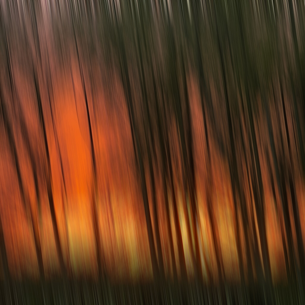 Red woods by mastermek