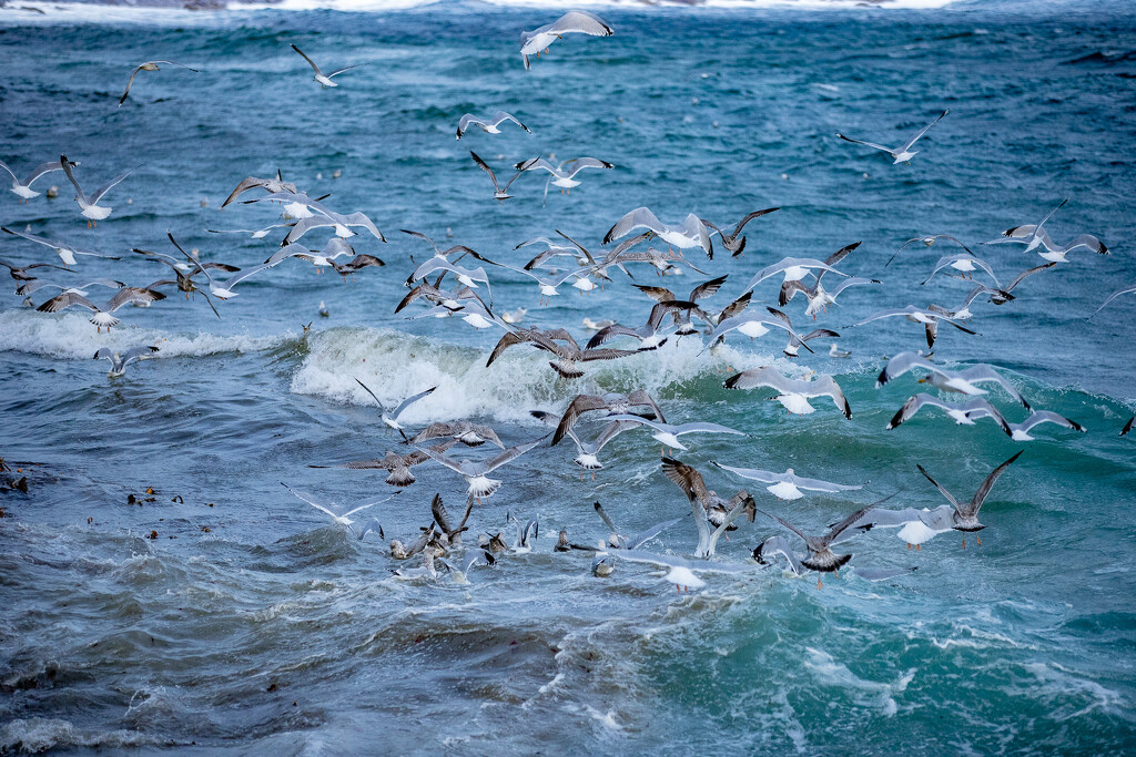 Gull Fest by lifeat60degrees