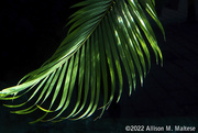 8th Dec 2022 - Underwater Palm