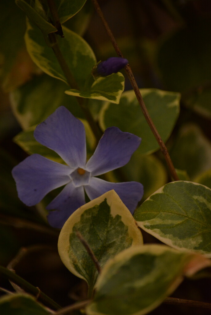 Periwinkle Vinca...... by ziggy77