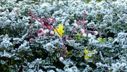 8th Dec 2022 - Second Frost