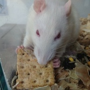 2nd Dec 2022 - Day 336: If I give a rat a cracker ...