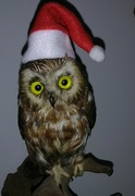 6th Dec 2022 - Day 340: Saw-Whet Owl Fun 