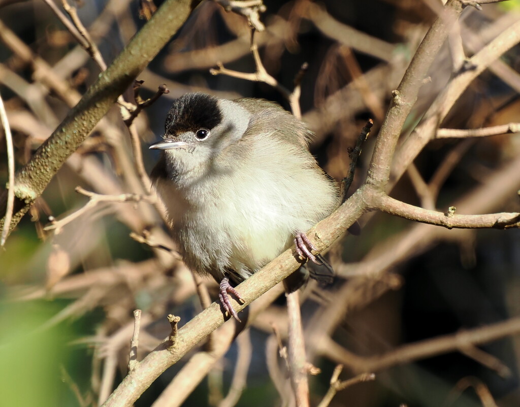  Black cap   by jesika2