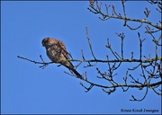 8th Dec 2022 - Beautiful kestrel