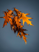 8th Dec 2022 - Oak leaves