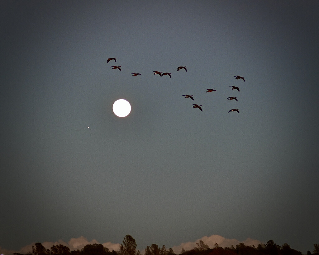 Moon, Mars and Canadian Geese by ososki