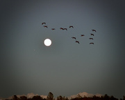 7th Dec 2022 - Moon, Mars and Canadian Geese