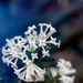 Slender rice-flowers by peterdegraaff