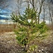 Lonely Christmas tree by warrenh