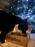 7th Dec 2022 - Christmas Kitnip box