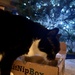 Christmas Kitnip box by warrenh
