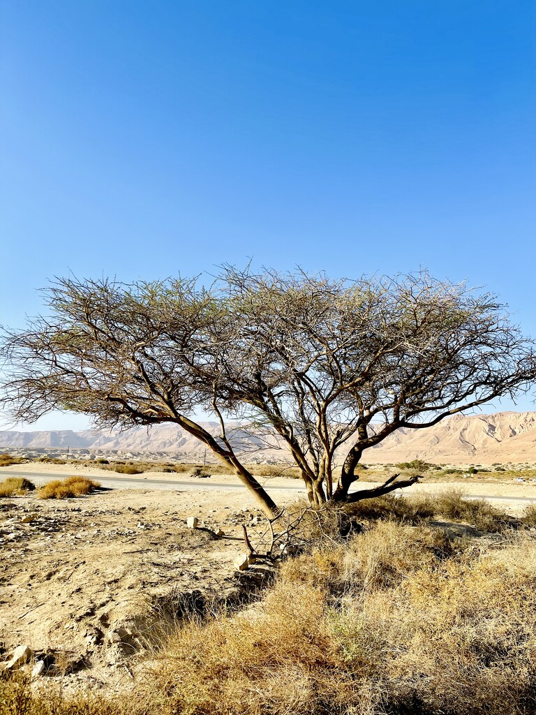 Acacia Tree by ctclady