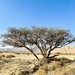 Acacia Tree by ctclady