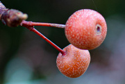 4th Dec 2022 - Tiny fruit...