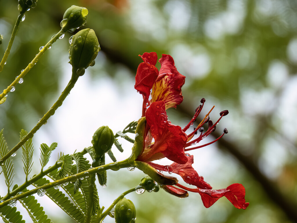 one more Poinciana image by koalagardens