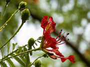 6th Dec 2022 - one more Poinciana image