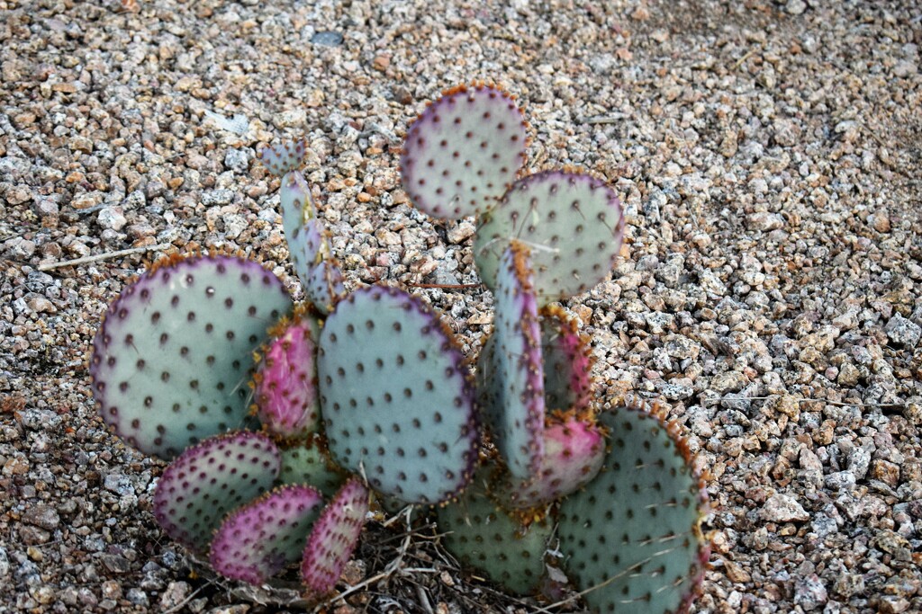 Purple edged Prickly Pear cactus by sandlily