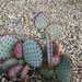 Purple edged Prickly Pear cactus by sandlily