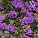 Purple Lantana by sandlily