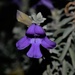 Purple blue flower by sandlily