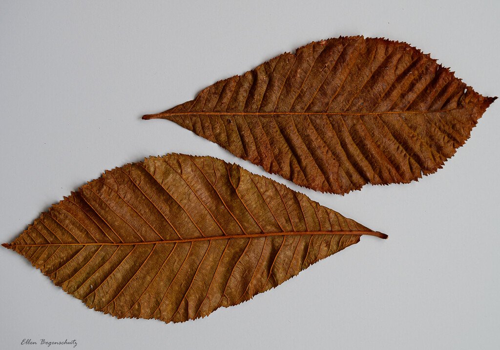 Twin leaves up and down by theredcamera