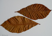 8th Dec 2022 - Twin leaves up and down