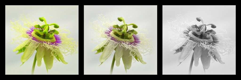 Passionfruit flower by dide
