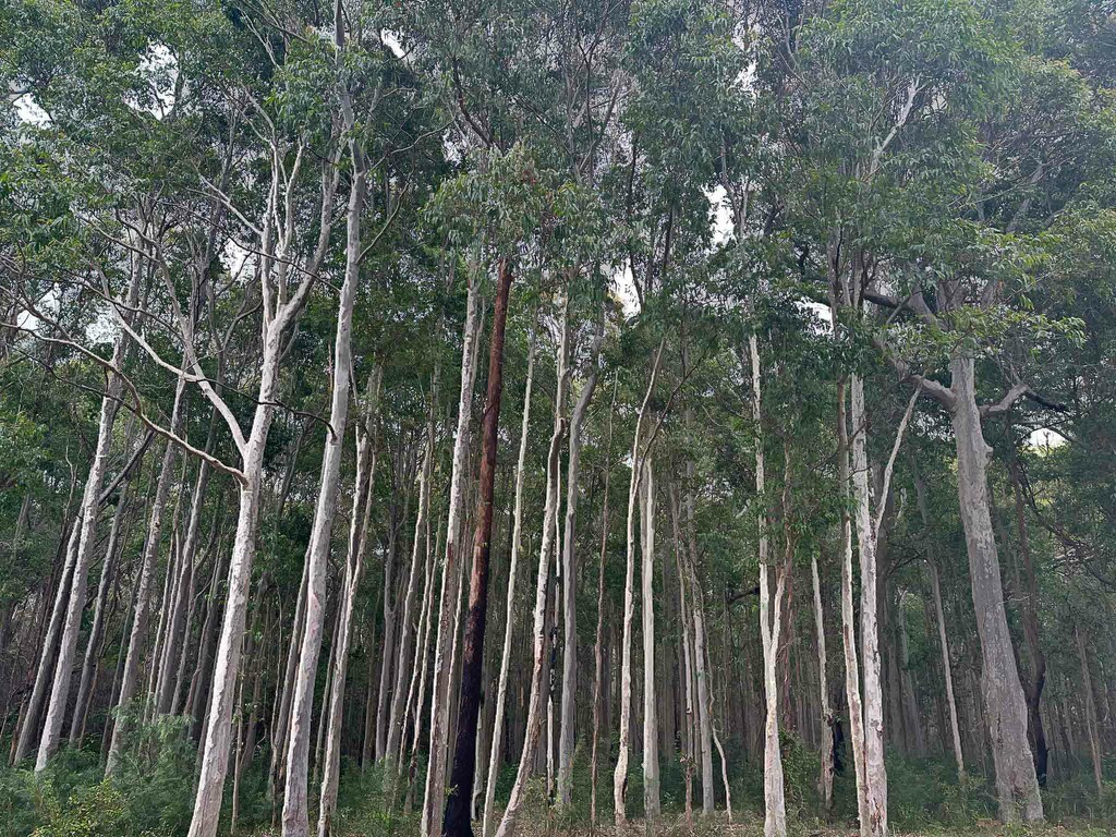Another favourite stand of gum trees by pusspup