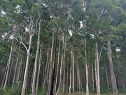 9th Dec 2022 - Another favourite stand of gum trees