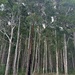 Another favourite stand of gum trees by pusspup